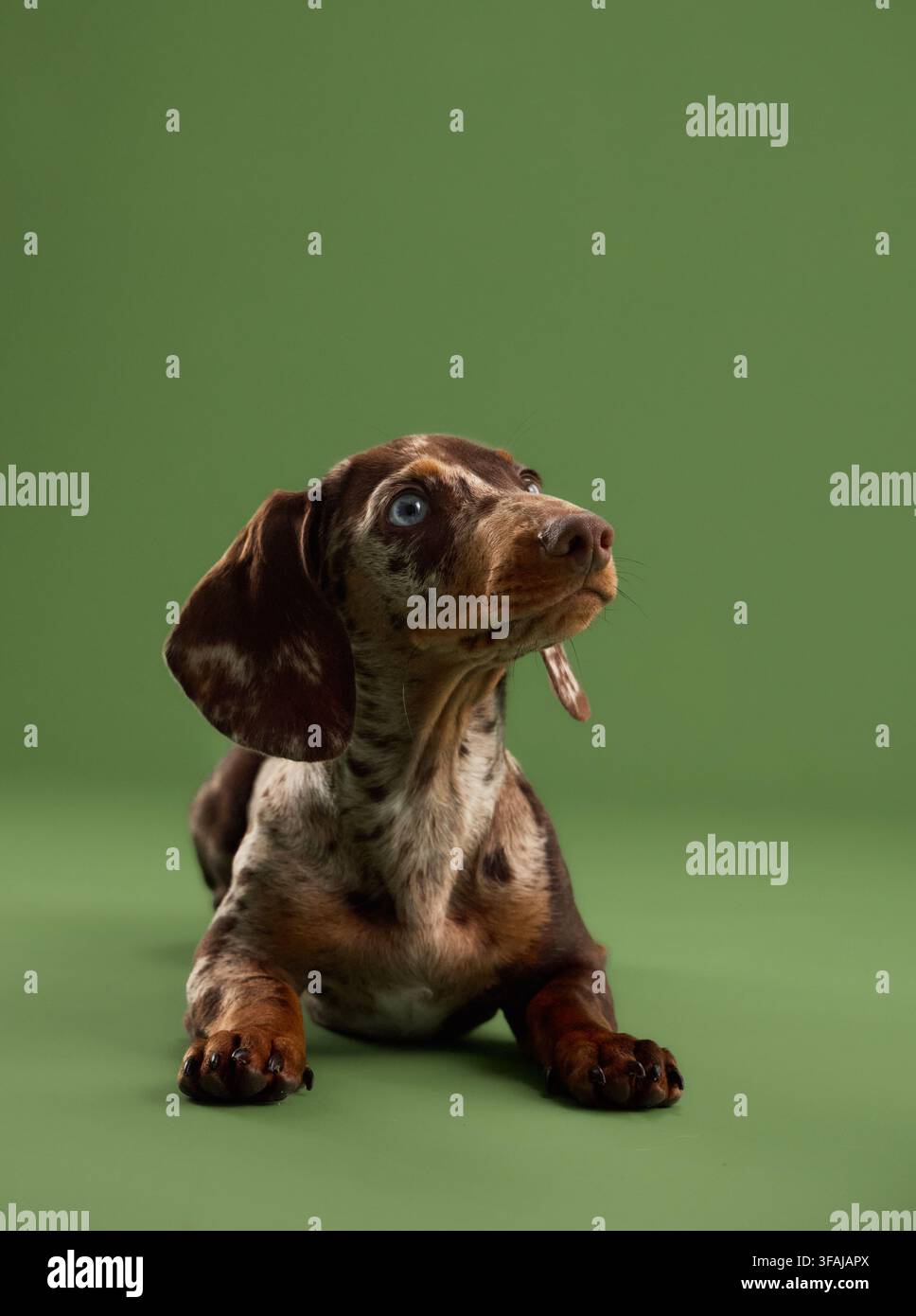 Cucciolo di bassotto in miniatura merle seduto che guarda verso l'alto su uno sfondo verde in studio. La postura calma e lo sguardo attento creano un animale domestico ideale per il commercio Foto Stock