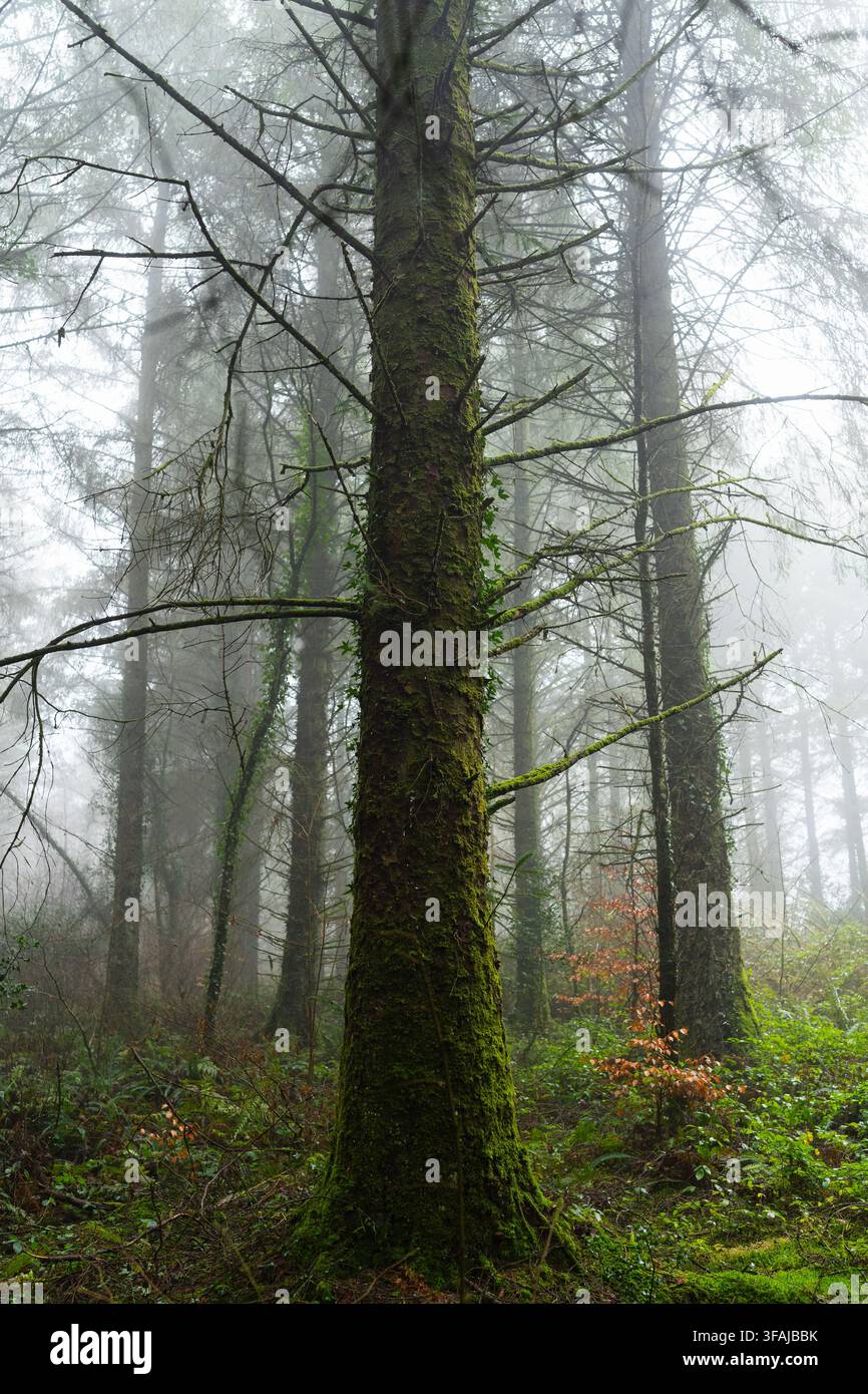 Albero coperto di muschio circondato da alti alberi della foresta e da un sottobosco nebbioso a Beaworthy, Regno Unito. Foto Stock