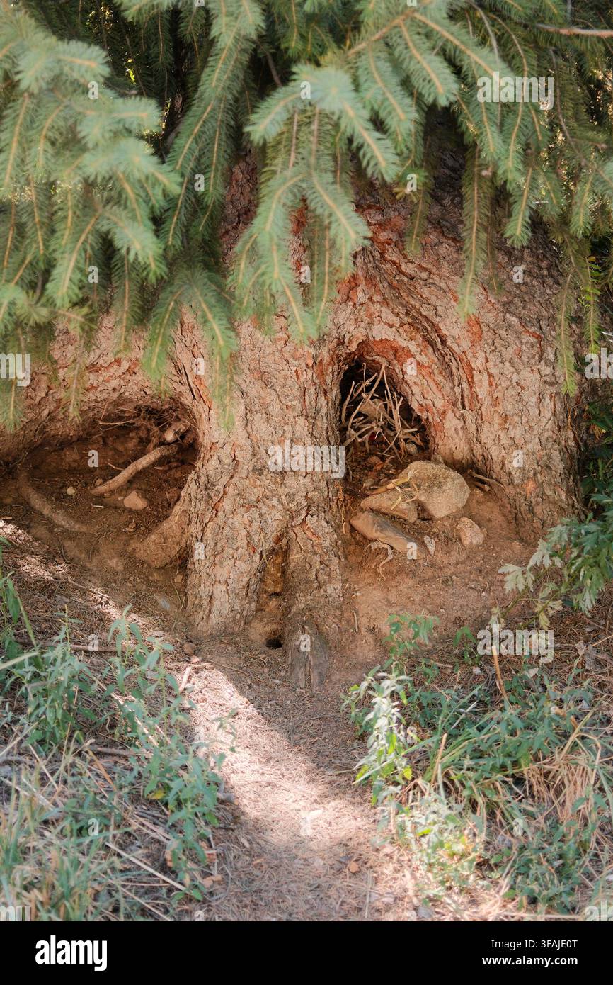 Prima verticale di un tronco d'albero strutturato circondato da una morbida vegetazione sempreverde in un ambiente naturale di foresta. Il motivo organico della corteccia Foto Stock