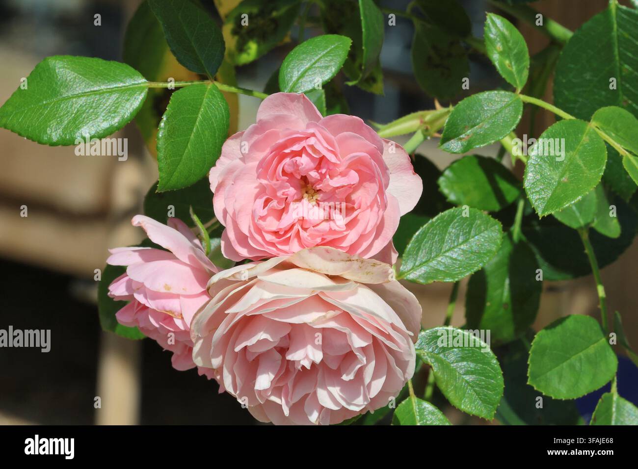 Rosa [Pink Meilove] 'Meikifunk'. Primo piano di una rosa rosa pallido in estate. Foto Stock