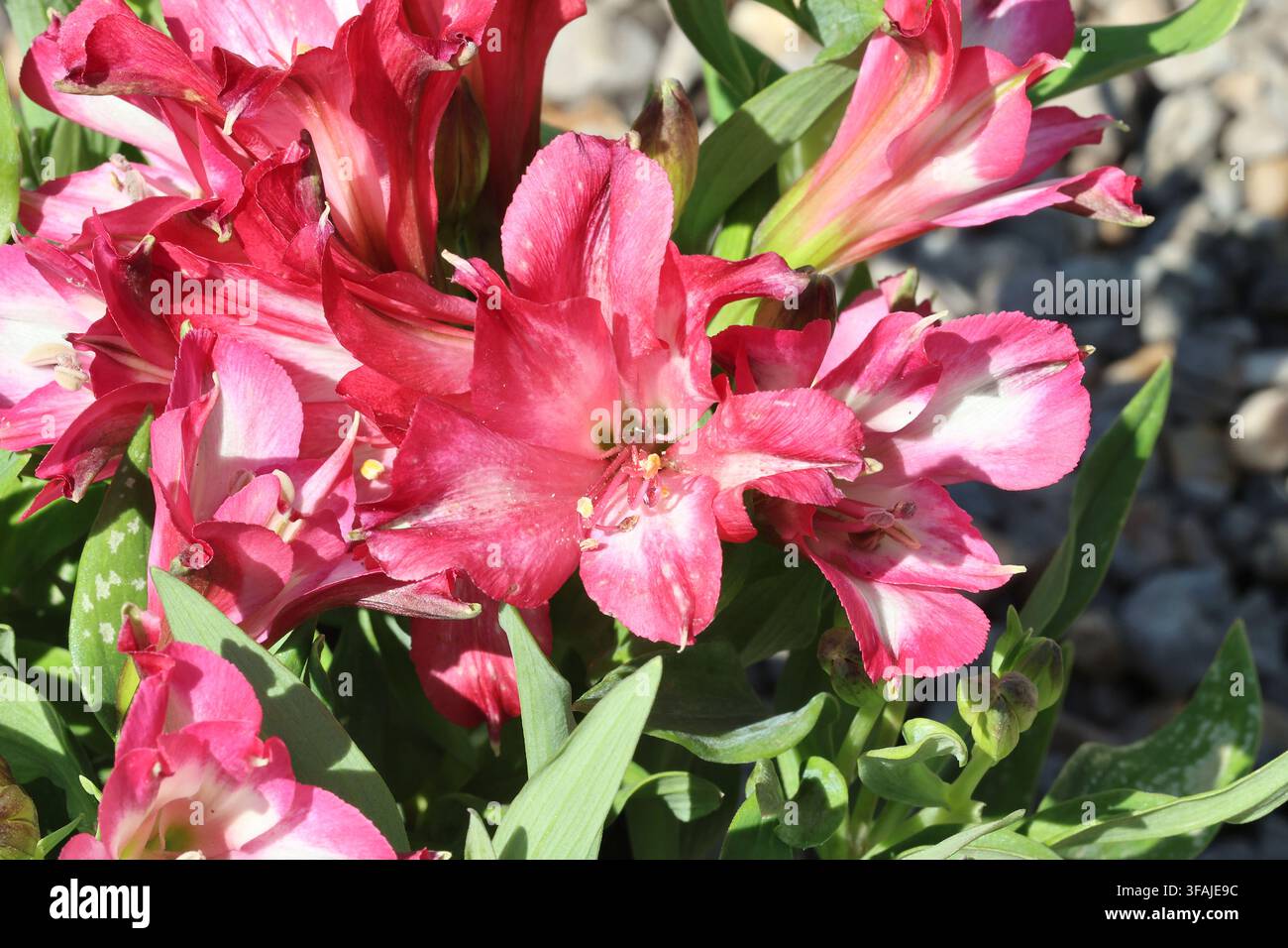 Alstroemeria Inticancha® Mirabel. Primo piano di un grappolo di fiori di giglio peruviano rosa e bianco in estate. Foto Stock