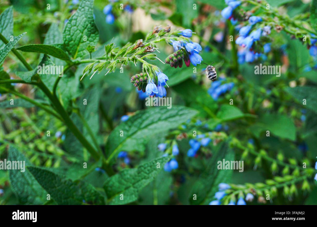 Le api volano davanti ai fiori, api grandi Foto Stock