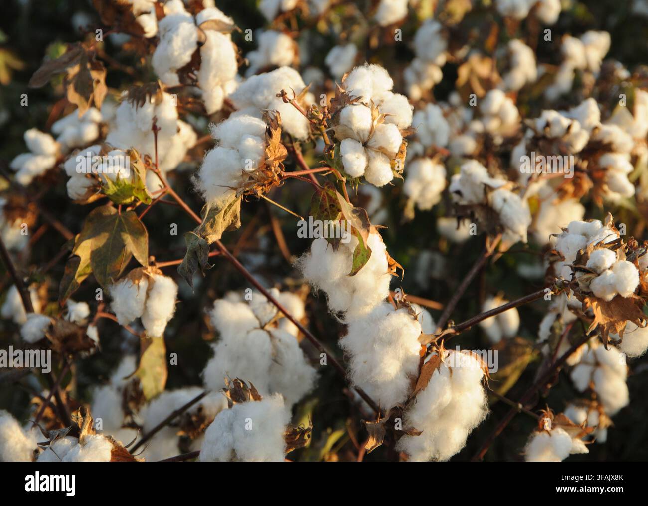 Capitoli di cotone bianco maturi su cespugli in un campo agricolo pronti per la raccolta autunnale sotto il caldo sole. Foto Stock