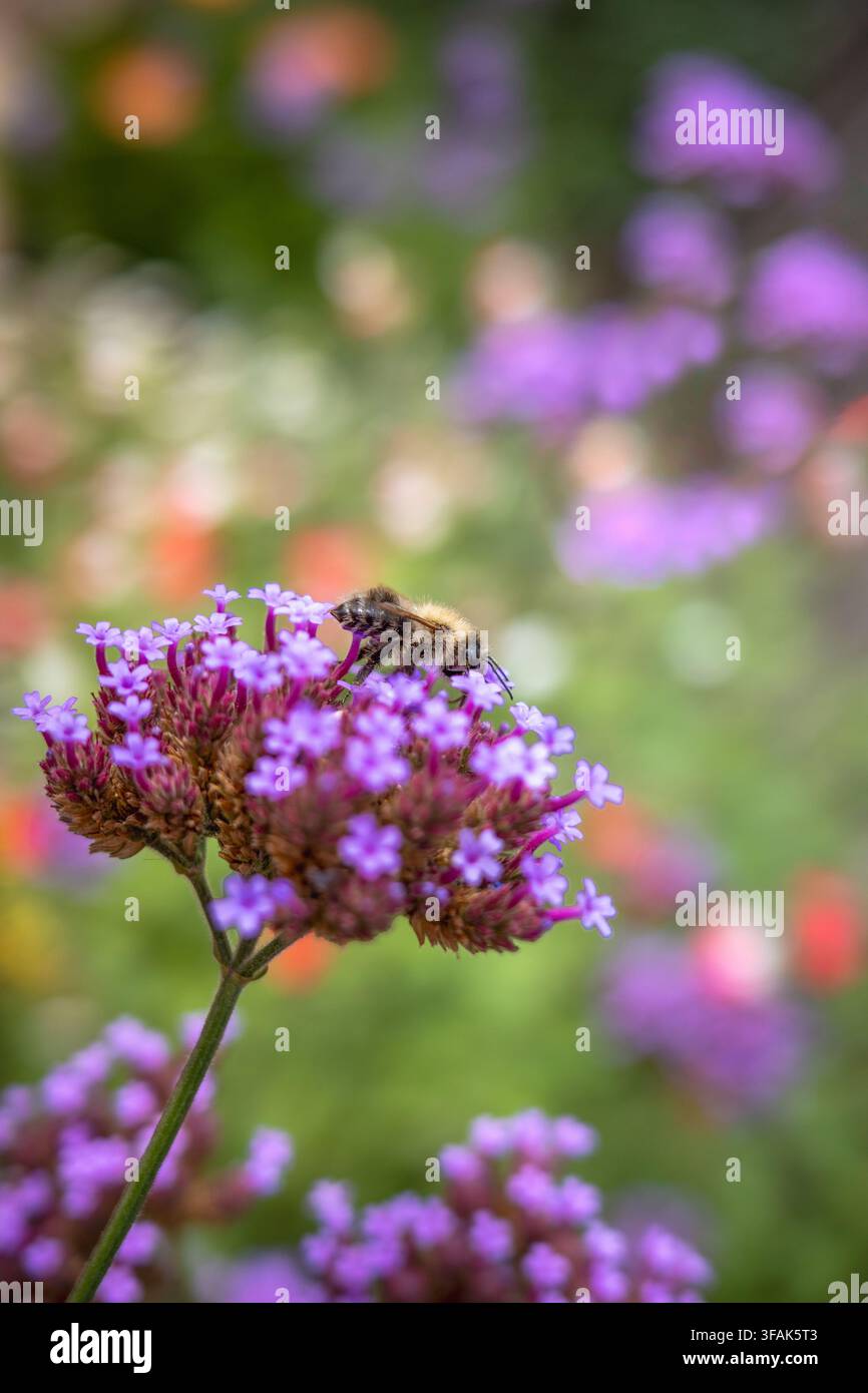 Bumblebee, bombus comune, su fiori di verbena viola, in un giardino nel Kent, Inghilterra, Regno Unito Foto Stock