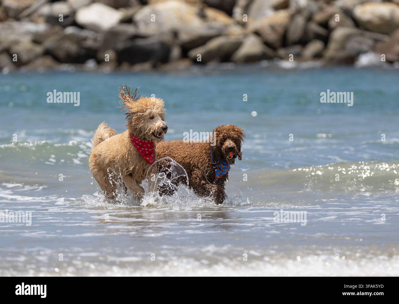 Un labradoodle marrone e uno beige che corrono nell'oceano e giocano con una palla Foto Stock