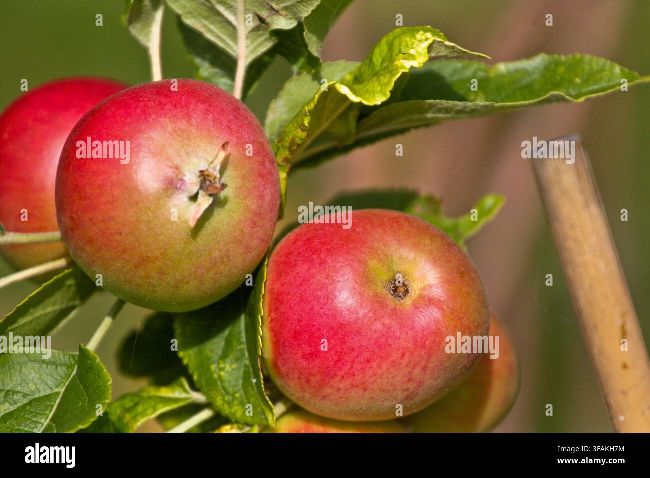 Primo piano della varietà di mele Red Devil che si sviluppa su un ramo all'inizio dell'estate. Parte di un giardino di campagna inglese. Foto Stock