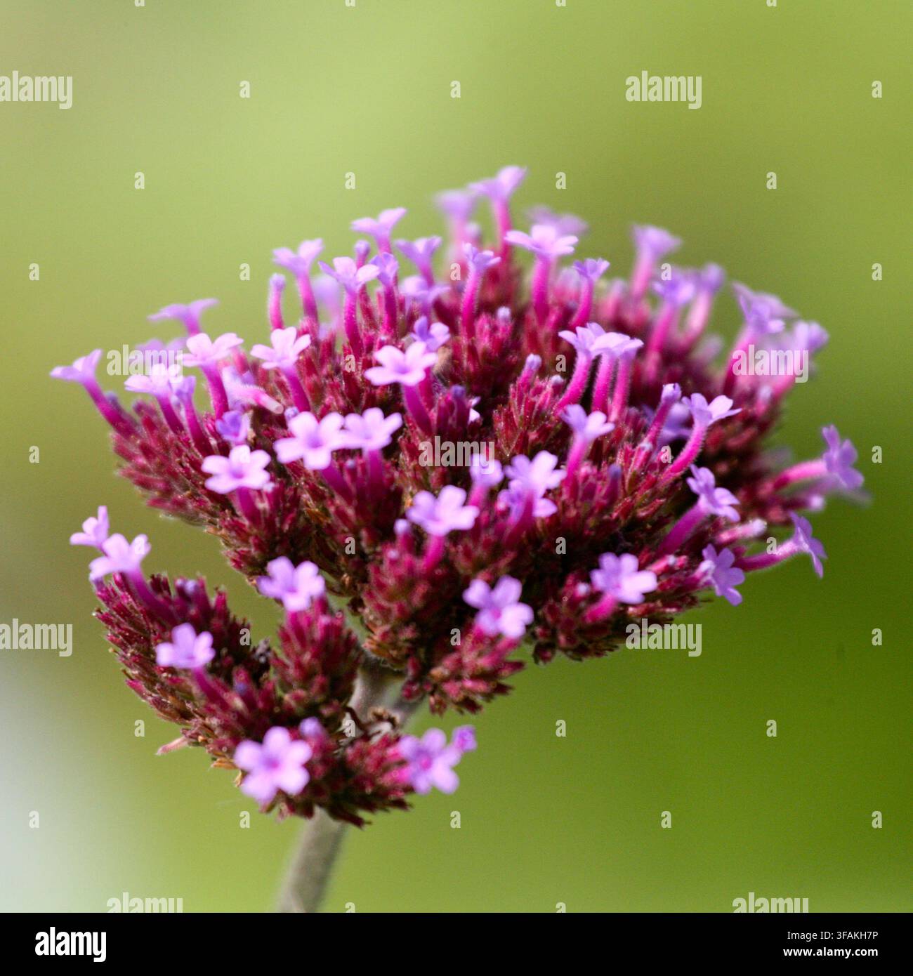 Primo piano di una pianta di verbena viola in un giardino di cottage inglese in estate. Foto Stock