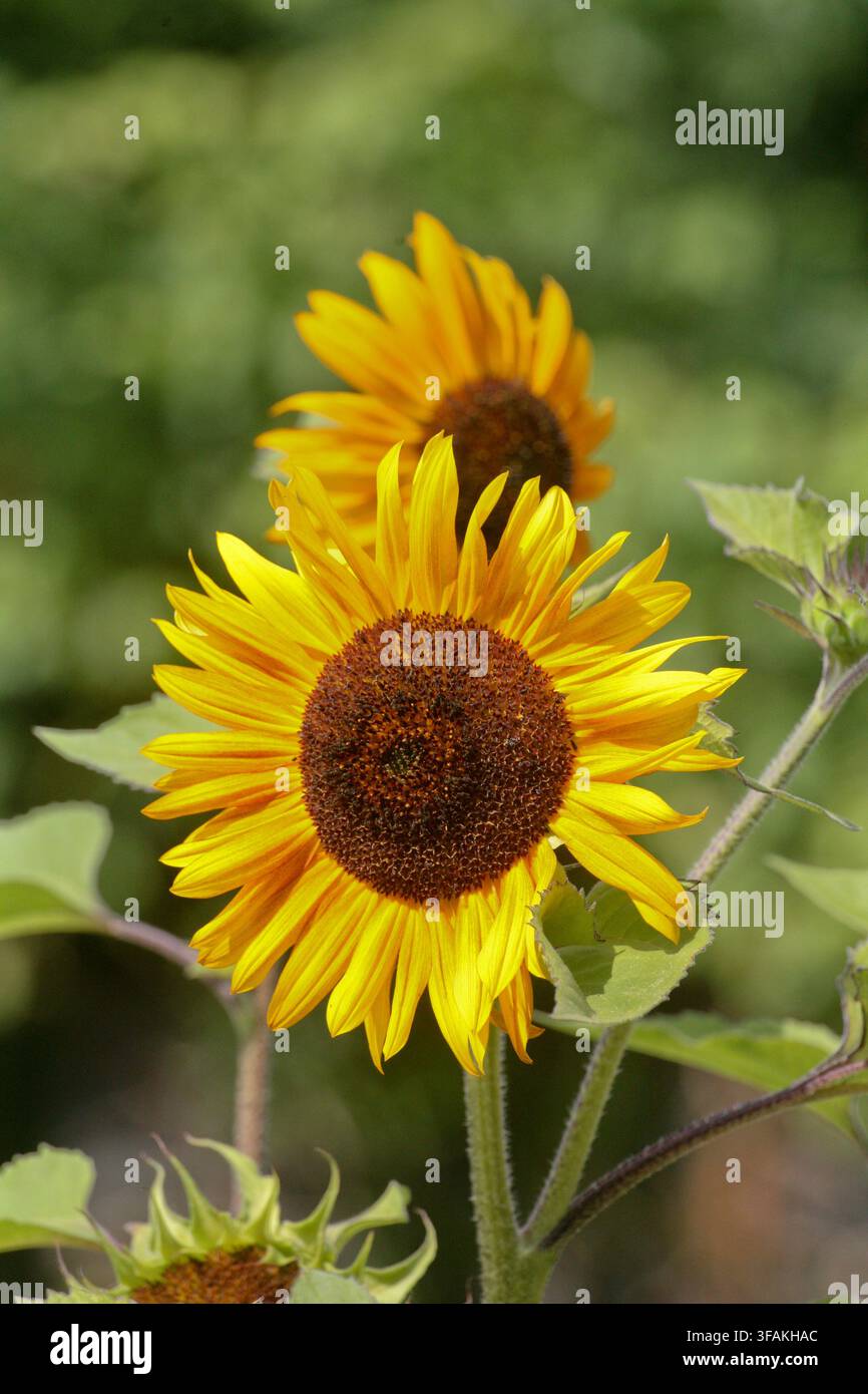 Close up di un girasole dai colori vivaci a metà estate su uno sfondo sfocato. Foto Stock