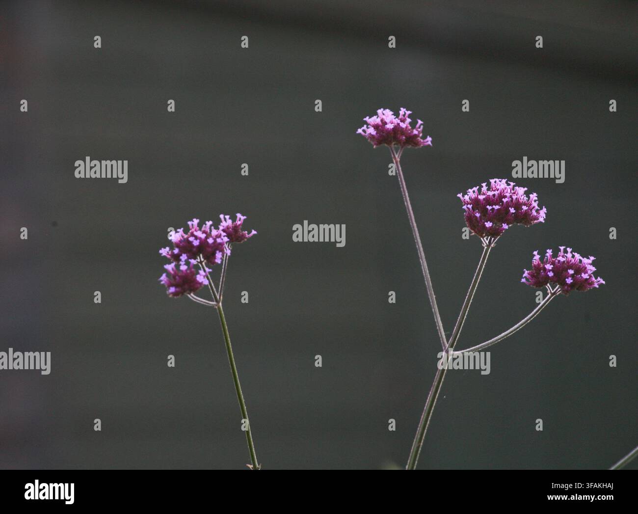 Primo piano di una pianta di verbena viola in un giardino di cottage inglese in estate. Foto Stock