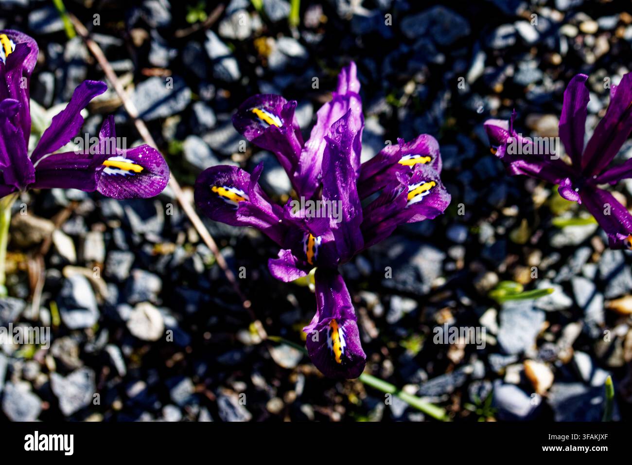 Iris reticulata, l'iride delle nevi, l'iride a rete, o iride a rete dorata, è una specie di pianta in fiore della famiglia delle Iridaceae. Foto Stock