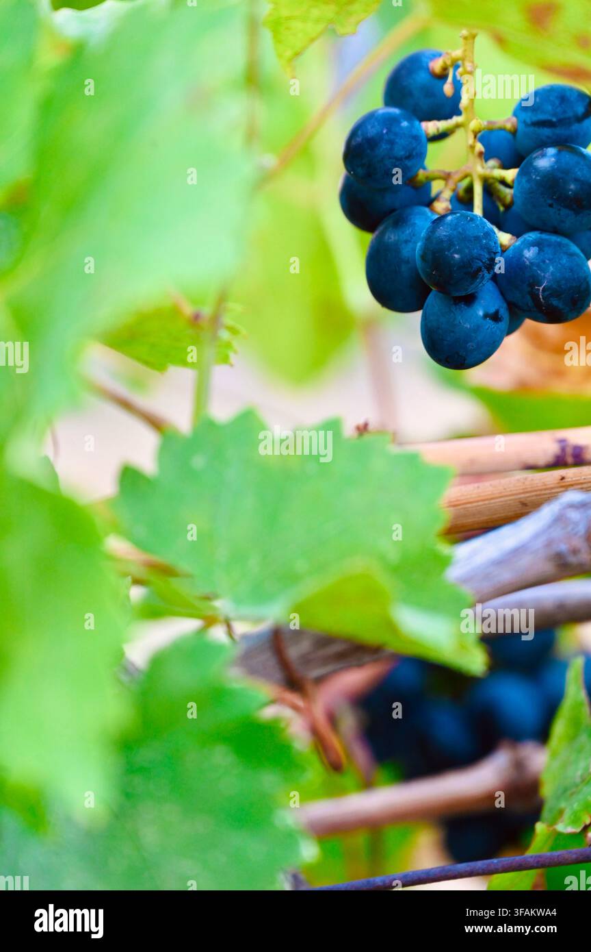 Una fotografia commerciale in primo piano di un piccolo grappolo di acini di uva blu scuro maturi incastonati tra foglie e rami di vite verdi e rigogliosi. La luce naturale soffusa illumina le bacche traslucide e il fogliame, creando un'atmosfera agricola e viticola estetica. Foto Stock