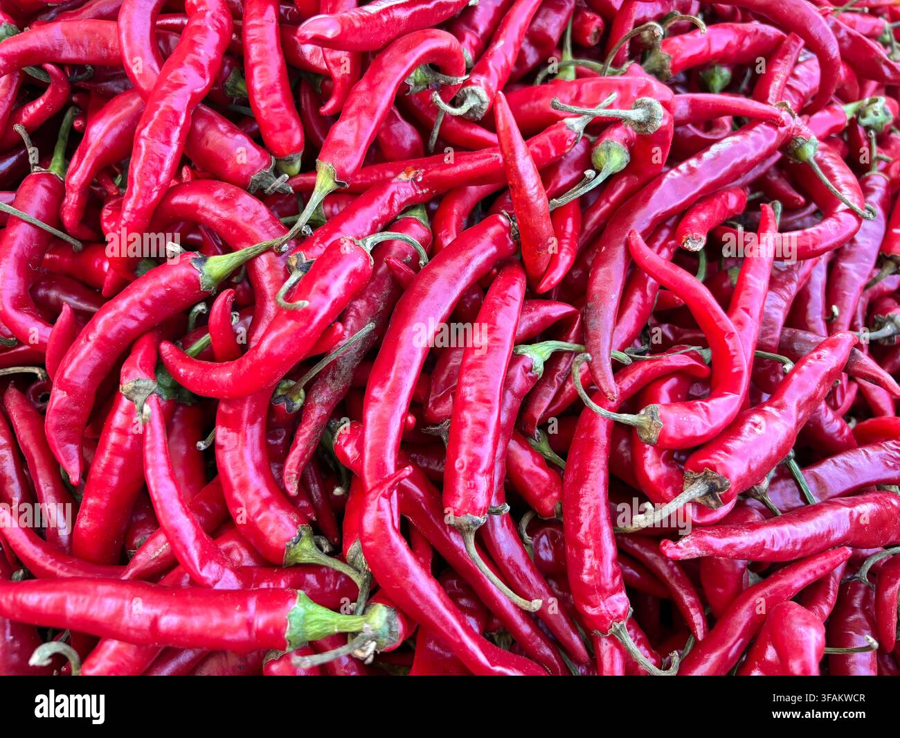 Una pila vivace e a campo pieno di peperoncini di Cayenna rossi freschi e infuocati, perfetti per concetti culinari e di scorte alimentari. - Immagine stock catturata con smartphone