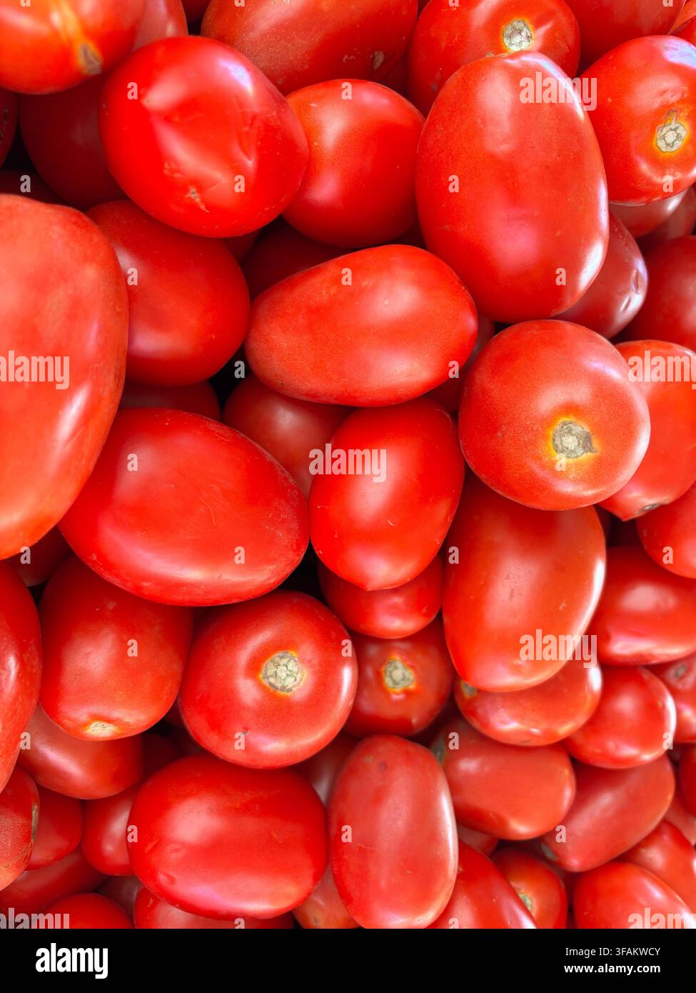 Un vivace mucchio a tutto schermo di pomodori Roma rossi, freschi e maturi, perfetti per concetti culinari e scorte di prodotti agricoli - Immagine stock catturata con smartphone