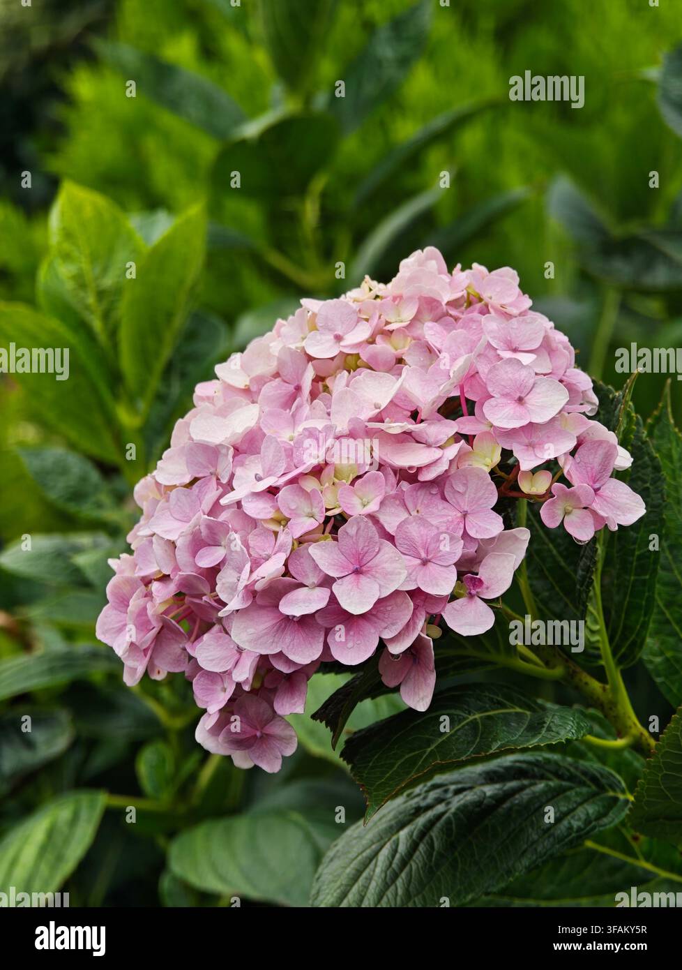 Hydrangea macrophylla a Dalat - Immagine stock catturata con smartphone