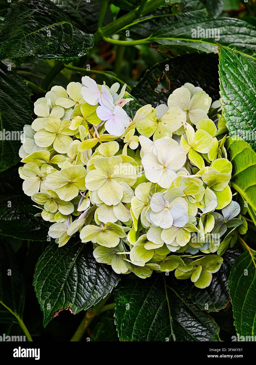 Hydrangea macrophylla a Dalat - Immagine stock catturata con smartphone