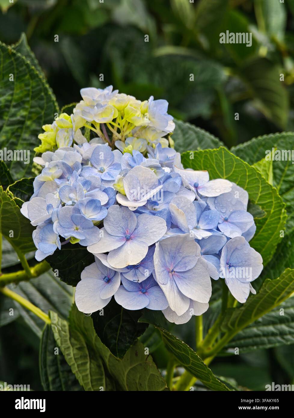 Hydrangea macrophylla a Dalat - Immagine stock catturata con smartphone