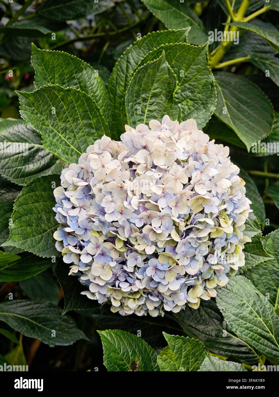 Hydrangea macrophylla a Dalat - Immagine stock catturata con smartphone