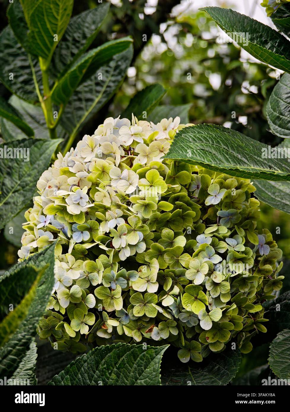 Hydrangea macrophylla a Dalat - Immagine stock catturata con smartphone