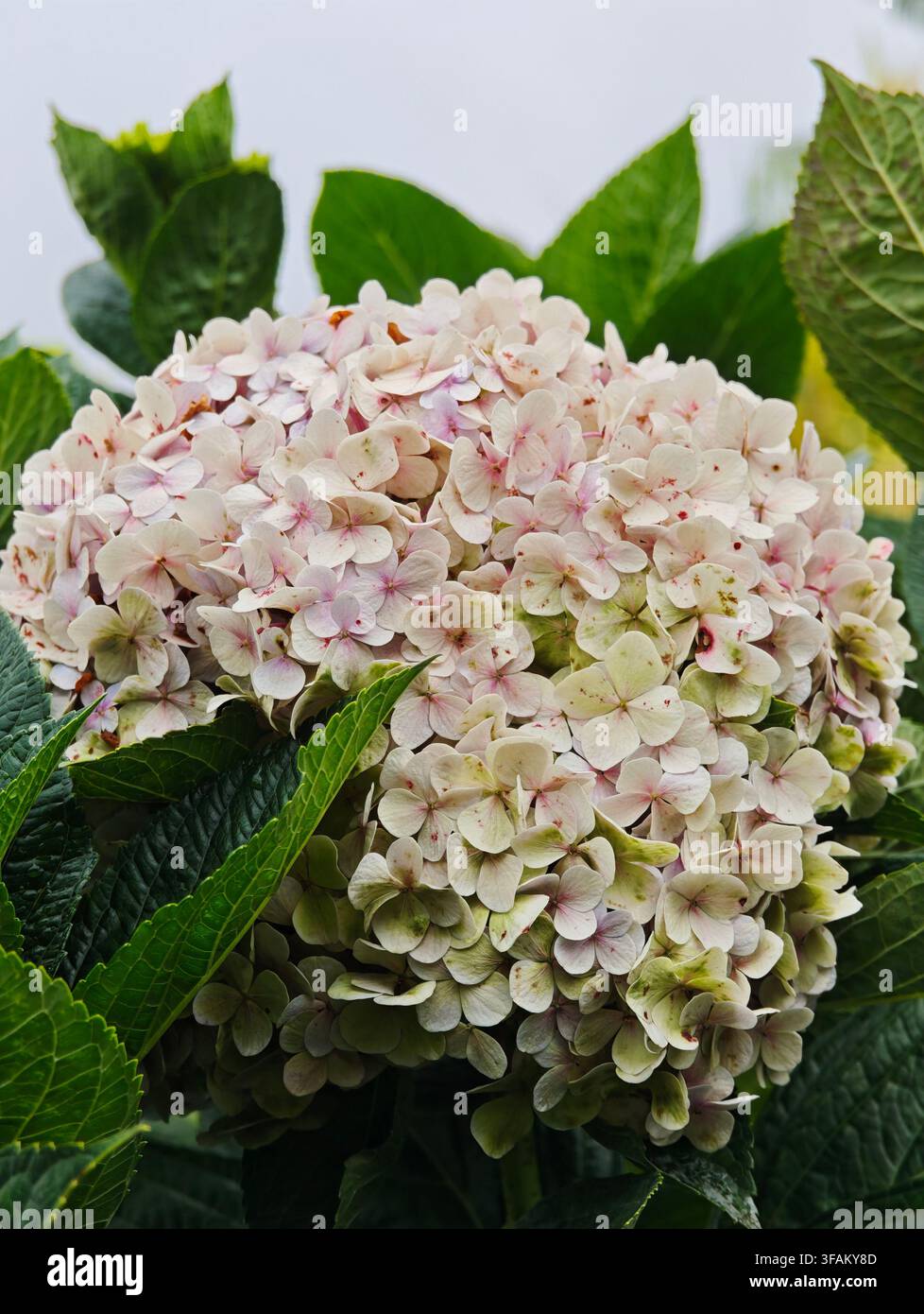 Hydrangea macrophylla a Dalat - Immagine stock catturata con smartphone