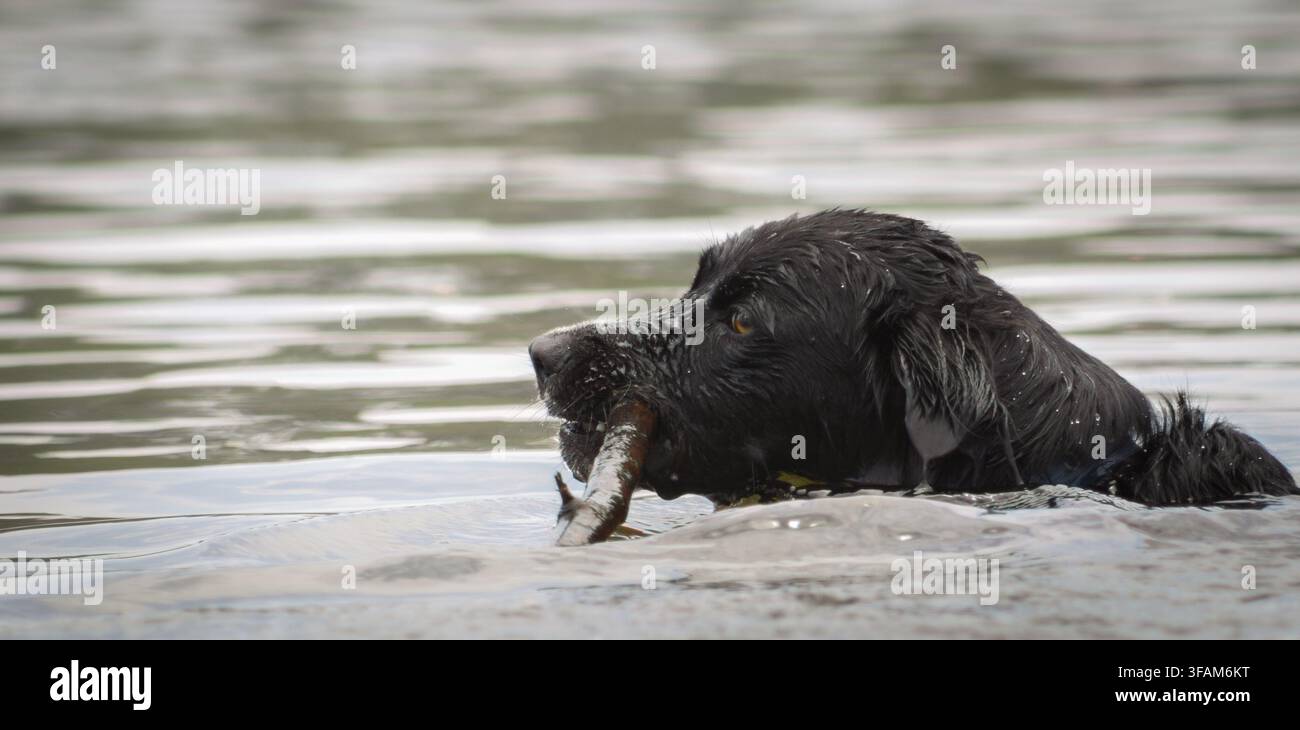 Cane nero che nuota mentre recupera un bastone di legno Foto Stock