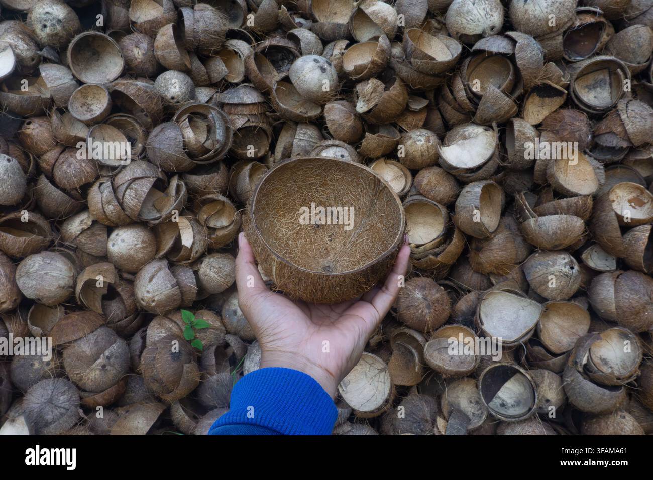 Mano che tiene un guscio di cocco tra gusci scartati e rifiuti agricoli fibrosi per la lavorazione delle materie prime Foto Stock