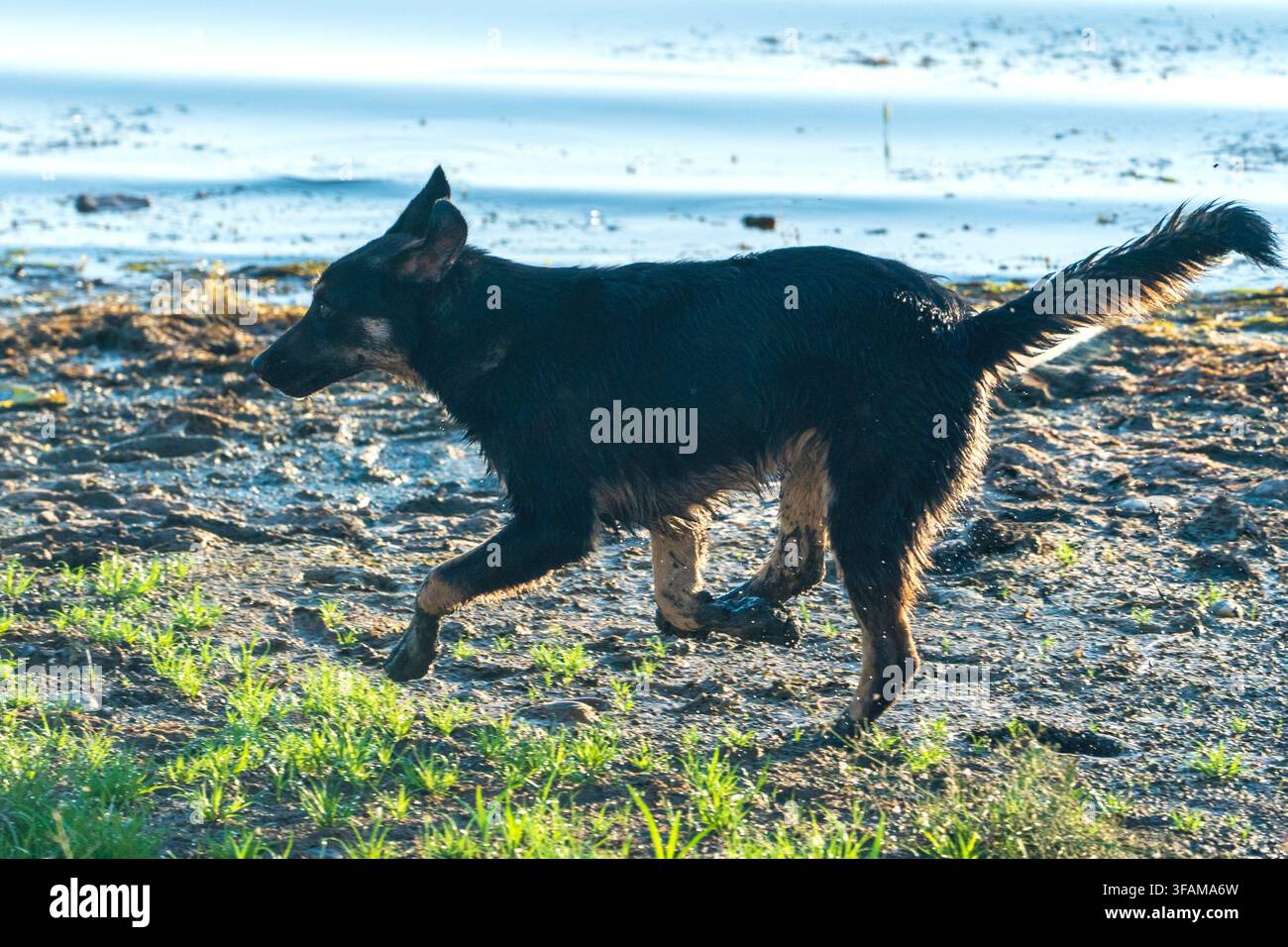 Kelpie nero che corre lungo la riva. Foto Stock