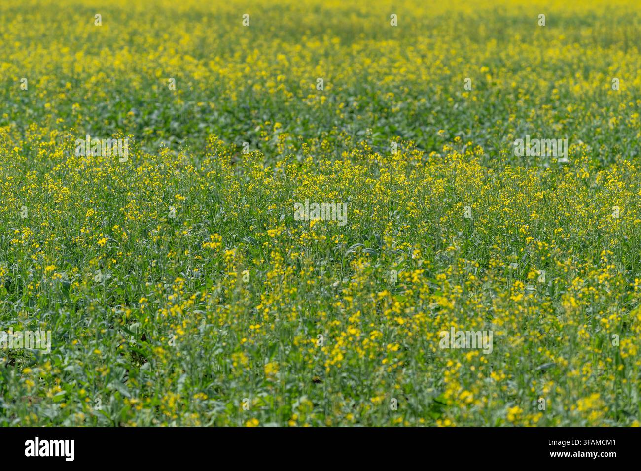 Una vivace distesa di fiori di colza si estende attraverso il paesaggio, i loro allegri boccioli gialli ondeggiano dolcemente nella calda luce del sole. La bellezza della natura Foto Stock