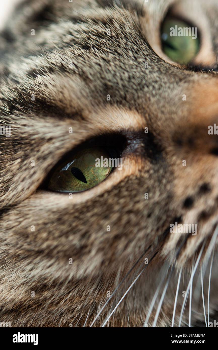 Primo piano estremo del volto di un gatto tigrato che mostra un occhio verde vivace, il pelo striato e i baffi di profilo con poca profondità di campo Foto Stock