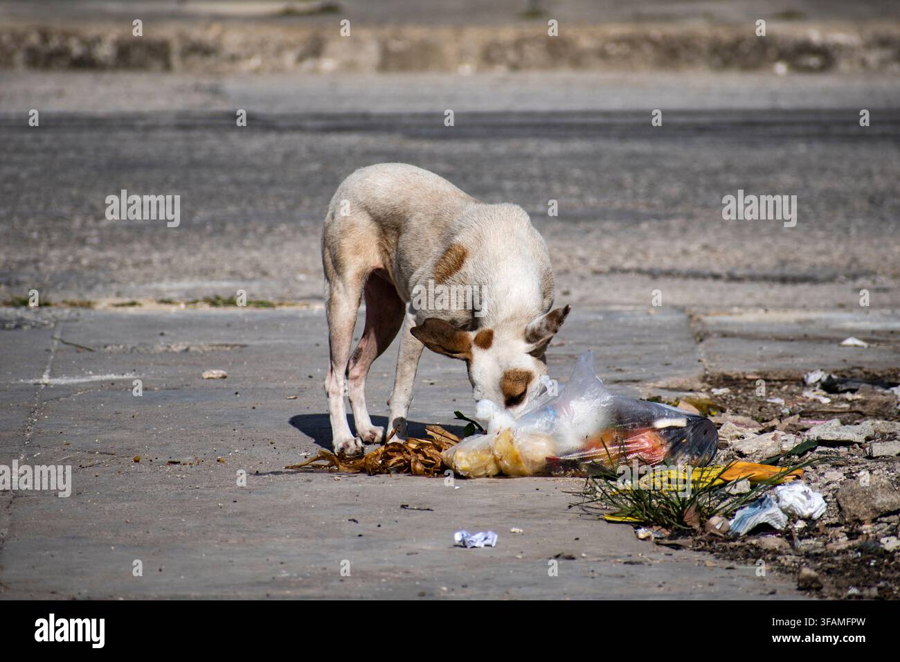 Cane bianco randagio con macchie marroni che cerca cibo nei rifiuti su una strada cittadina, Ciego de Ávila, Cuba - Marzo 2026 Foto Stock