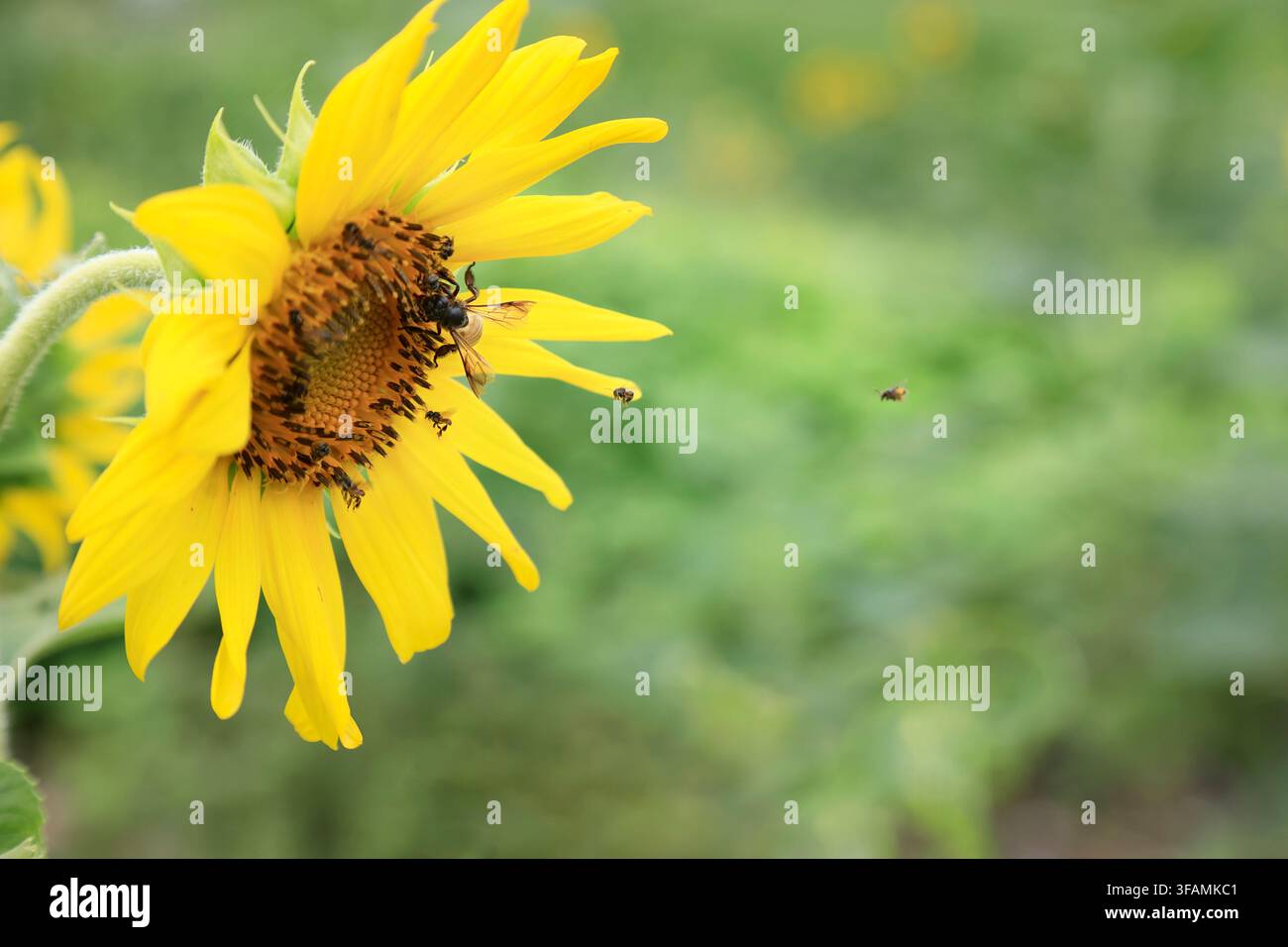 Api che impollinano un girasole giallo in fiore in un campo Foto Stock