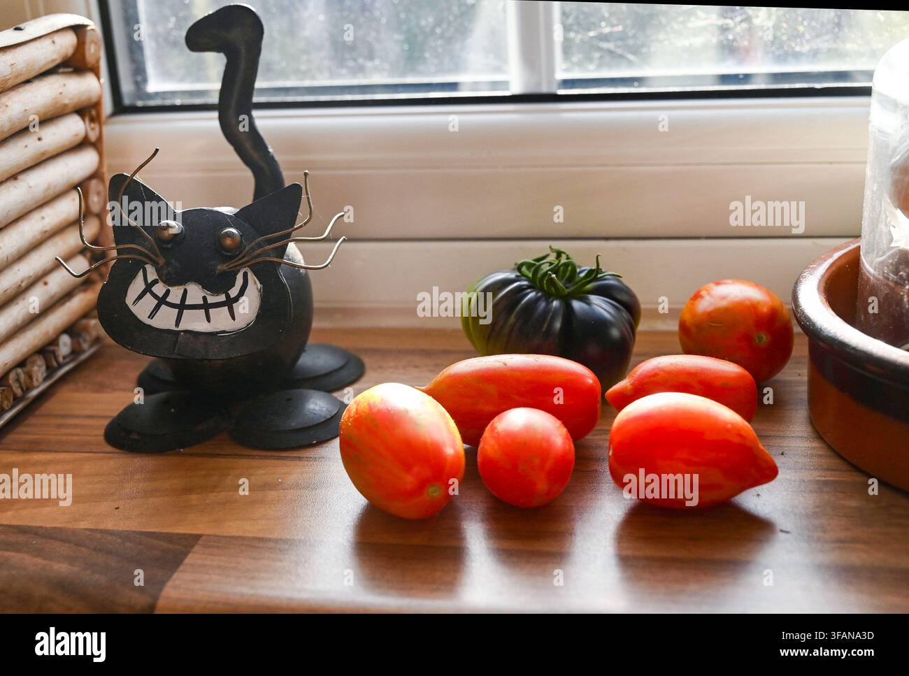 Pomodori rossi Sunstripe heritage e Indigo Blue Beauty recentemente raccolti che maturano sul davanzale di una finestra della cucina nel Regno Unito 2026 - : Credit Simon Dack Foto Stock
