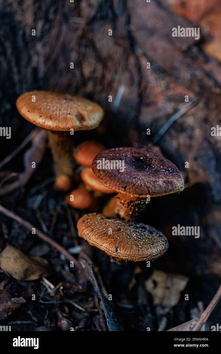 Grappolo di funghi selvatici arancioni e marroni che crescono sul terreno boschivo, alla base di un albero Foto Stock