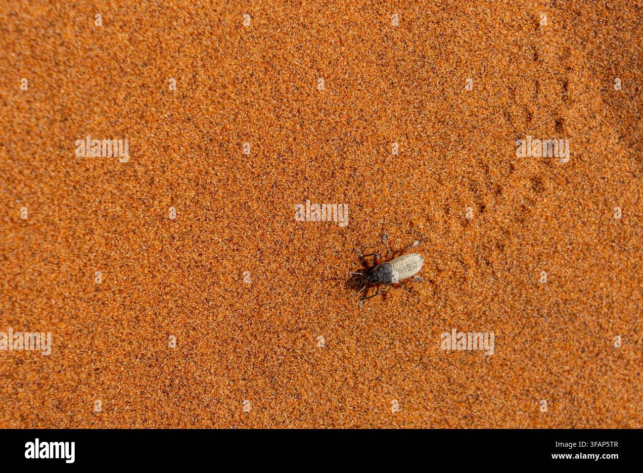 Scarabeo del deserto di Namib che cammina sulla sabbia lasciando una traccia nel deserto di Namib, Namibia Foto Stock