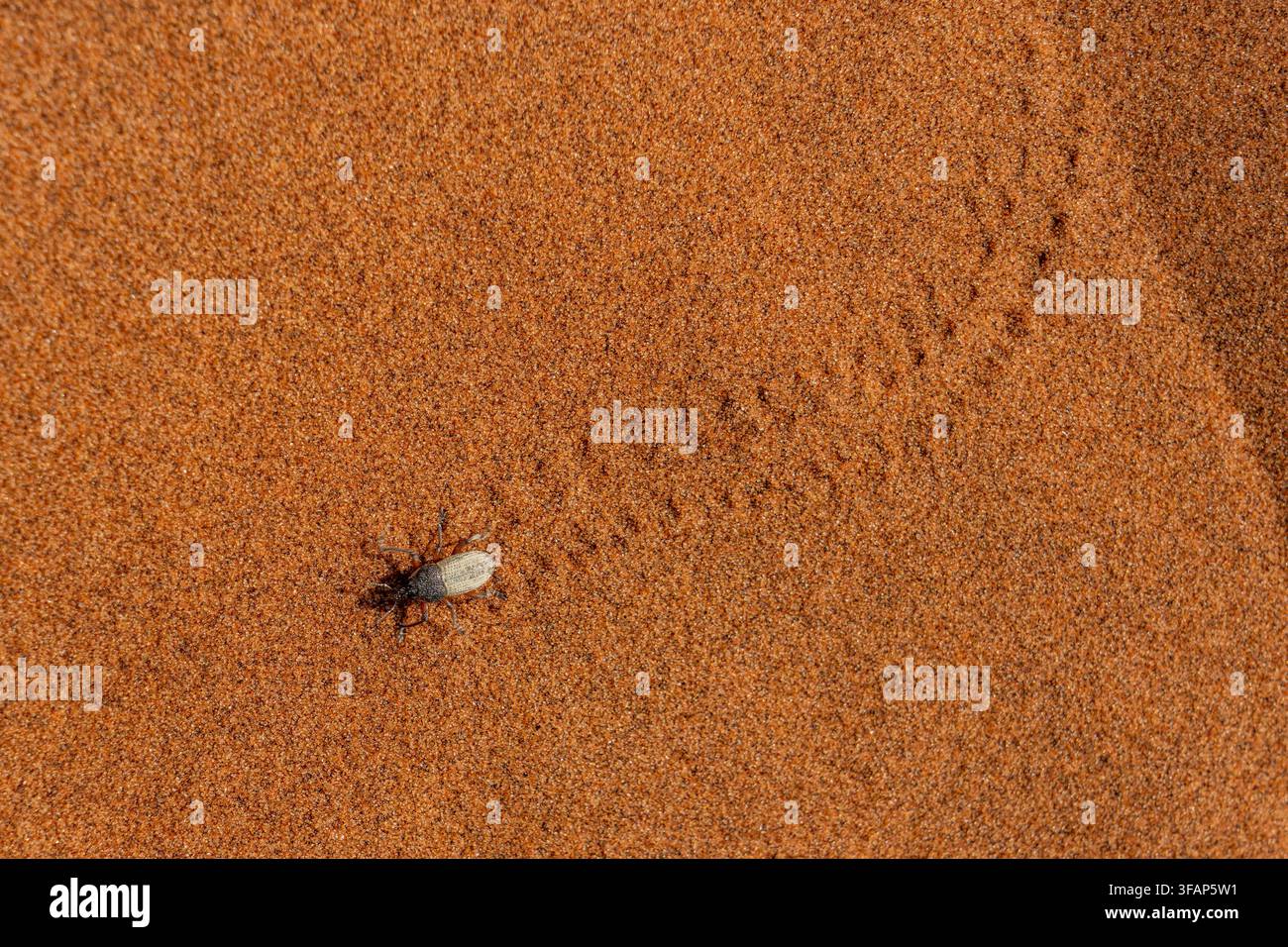 Scarabeo del deserto di Namib che cammina sulla sabbia lasciando una traccia nel deserto di Namib, Namibia Foto Stock