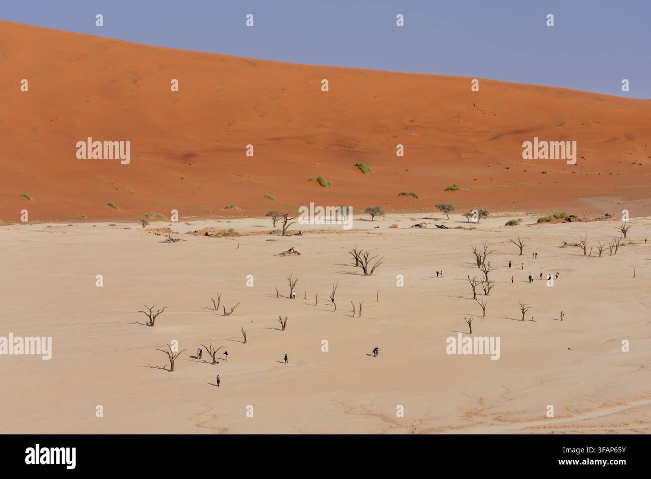 Alberi di acacia morti sparsi sulla pianura di argilla bianca di Deadvlei con uno sfondo massiccio di dune di sabbia rossa in Namibia Foto Stock