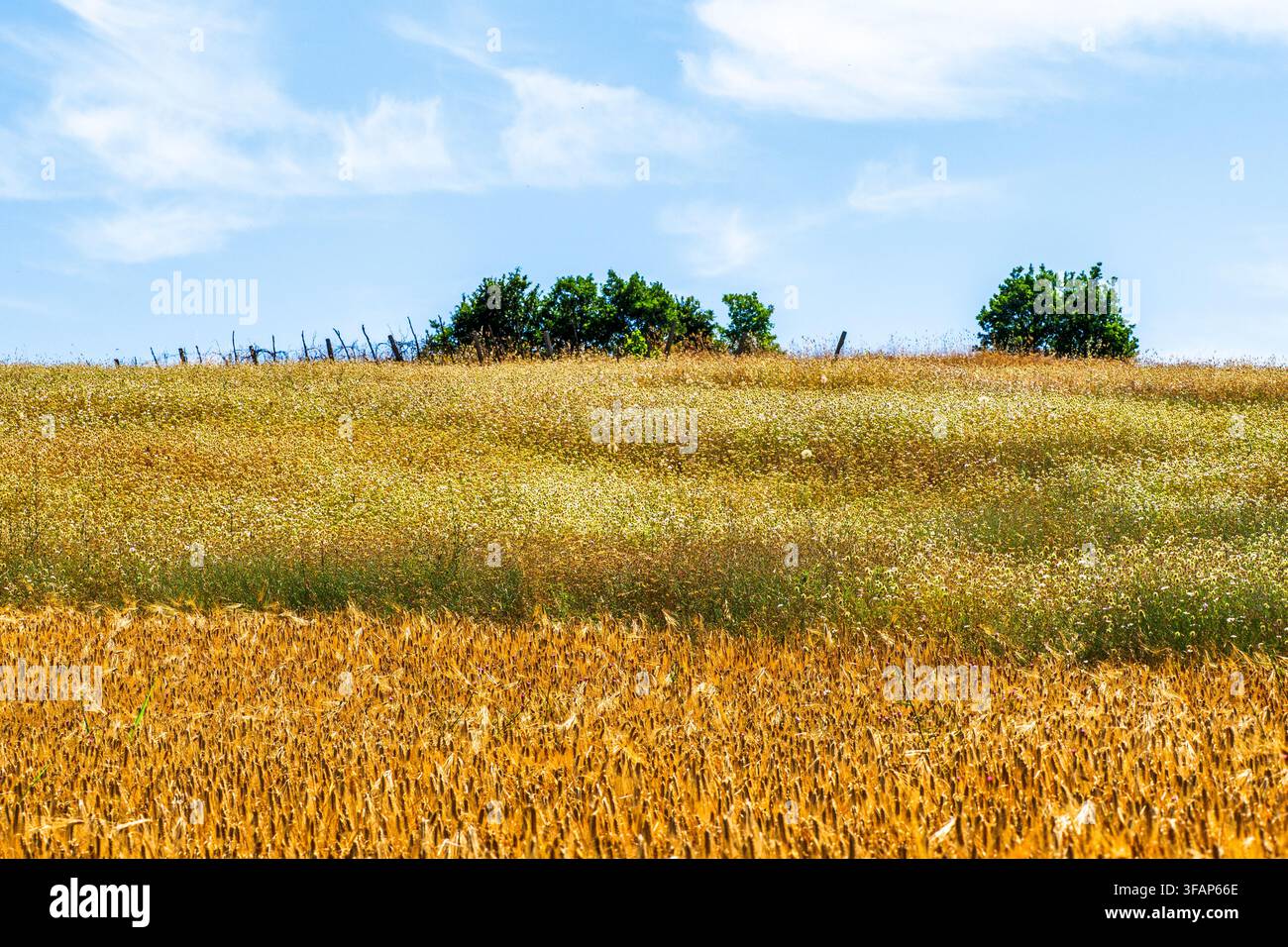 Campi di mais in un paesaggio rurale vicino ai villaggi di Selca e Poshtme - regione di Pogradec, Albania Foto Stock