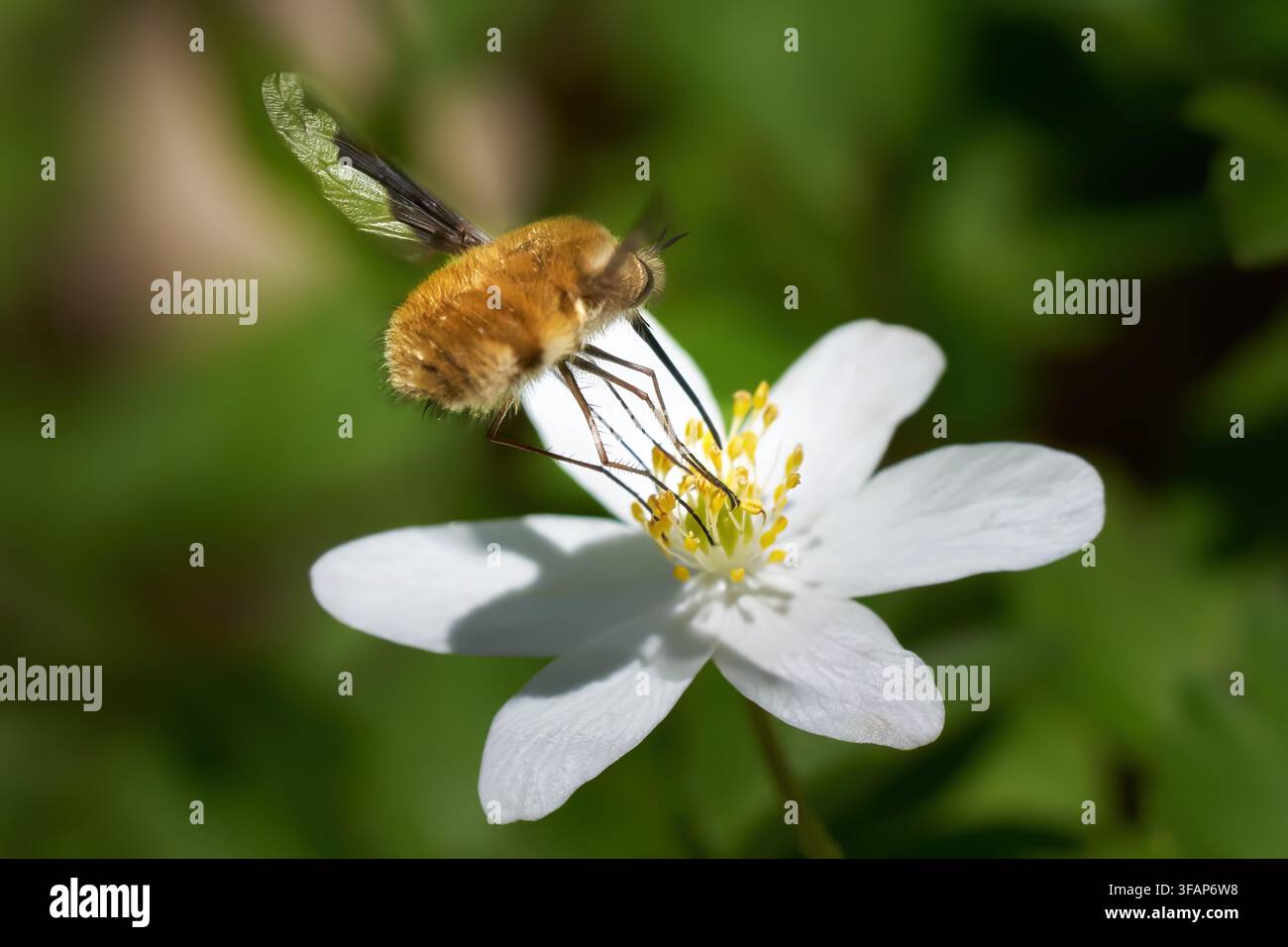 Grande mosca apiaria (Bombylius major) che volteggia su un'anemone dei boschi per nutrirsi Foto Stock