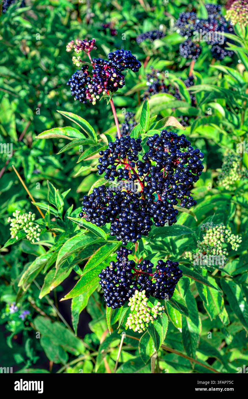 Mazzi di bacche di sambuco (Sambucus) che crescono selvatiche nella campagna - Francia centrale. Foto Stock