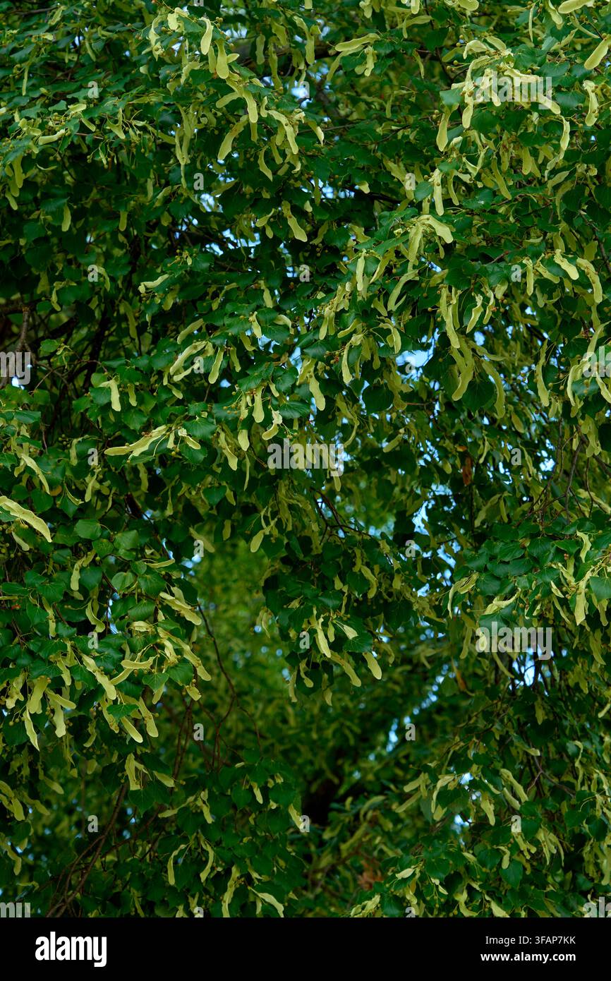 Vitalità ecologica del lino (Tilia) durante l'estate di agosto in Europa centrale, fogliame verde rigoglioso intrecciato con brattee alate e frutti a noce in maturazione Foto Stock
