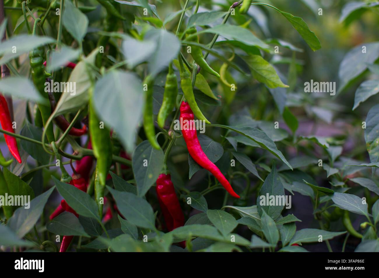 Peperoncini rossi e verdi che maturano su una pianta Foto Stock