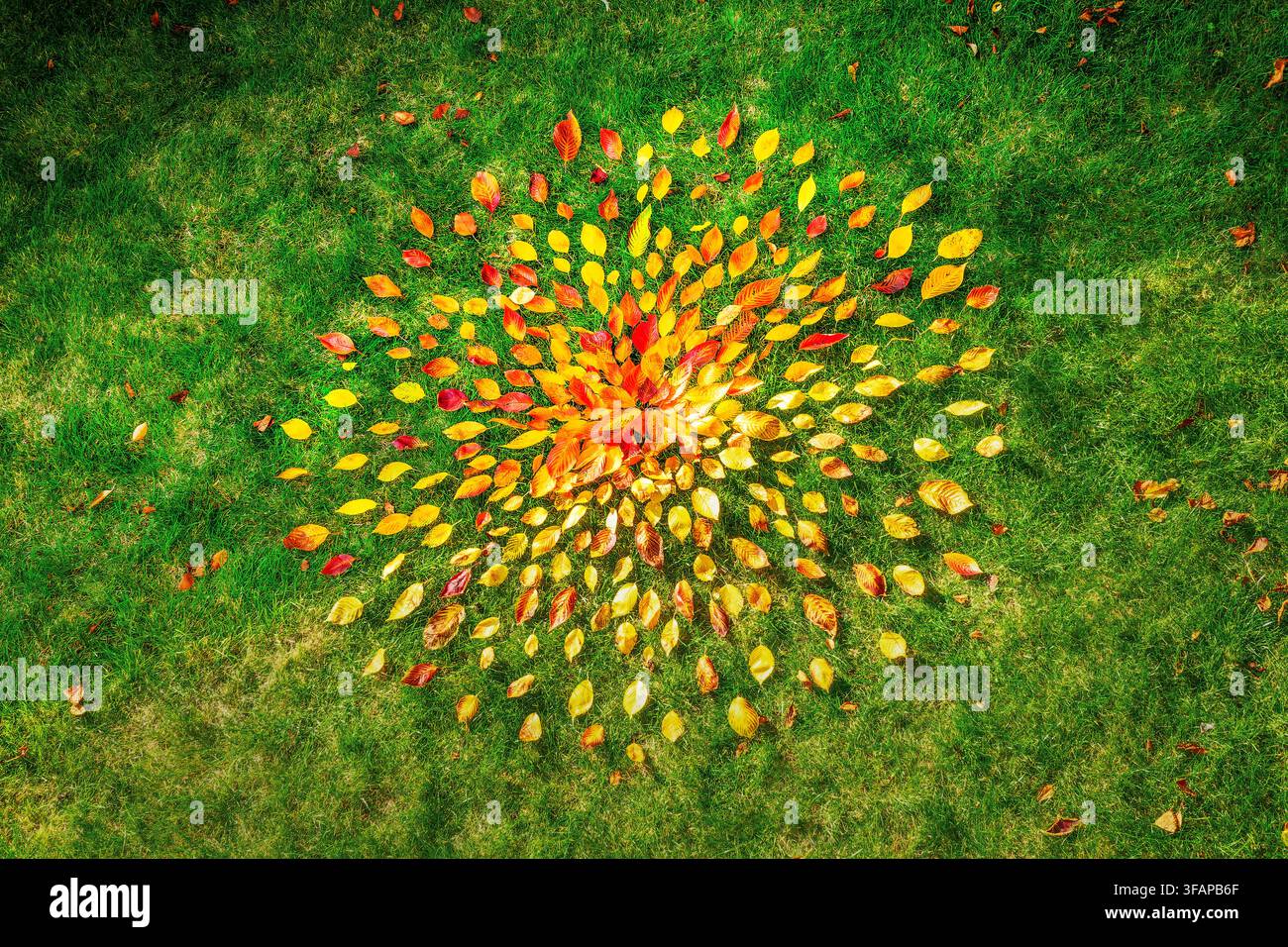 Foglie autunnali gialle e rosse disposte a cerchio sul terreno nello stile dell'art land, motivo solare sul prato, colori autunnali e di caduta della natura Foto Stock