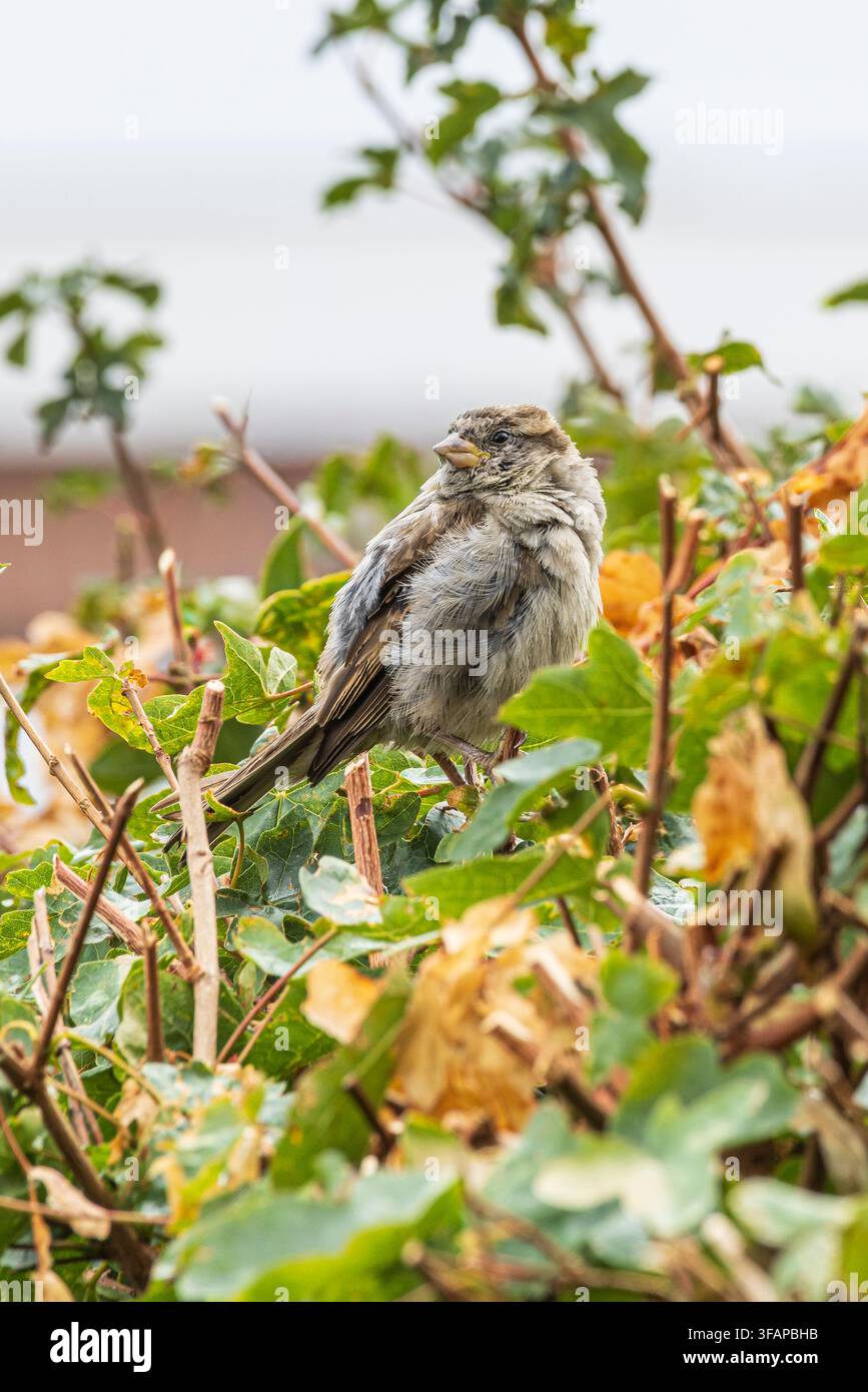 Un passero domestico (Passer domesticus) appollaiato tra foglie e steli verdi, mostrando piume marroni e grigie dettagliate. Una luce naturale soffusa evidenzia t Foto Stock