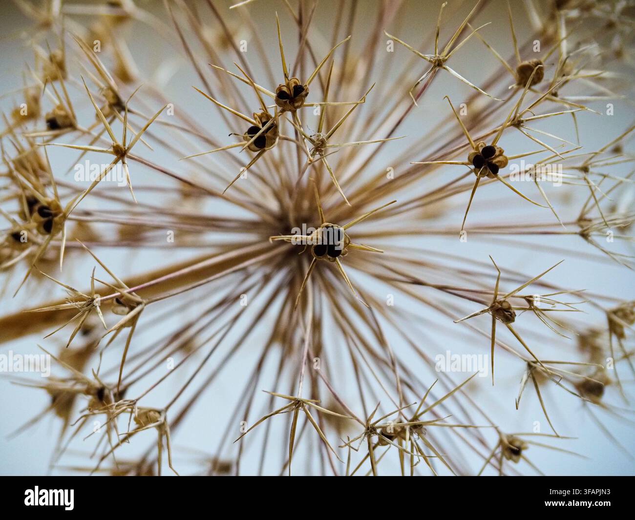 Vista ravvicinata di una pianta essiccata con lunghi steli e piccole capsule di semi disposte in un motivo circolare su uno sfondo chiaro Foto Stock