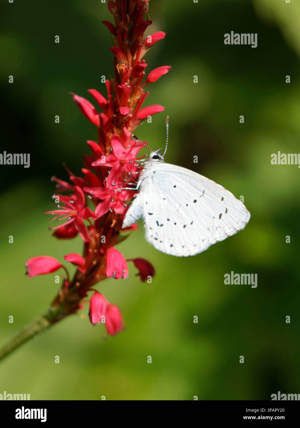 Holly Blue Butterfly Foto Stock