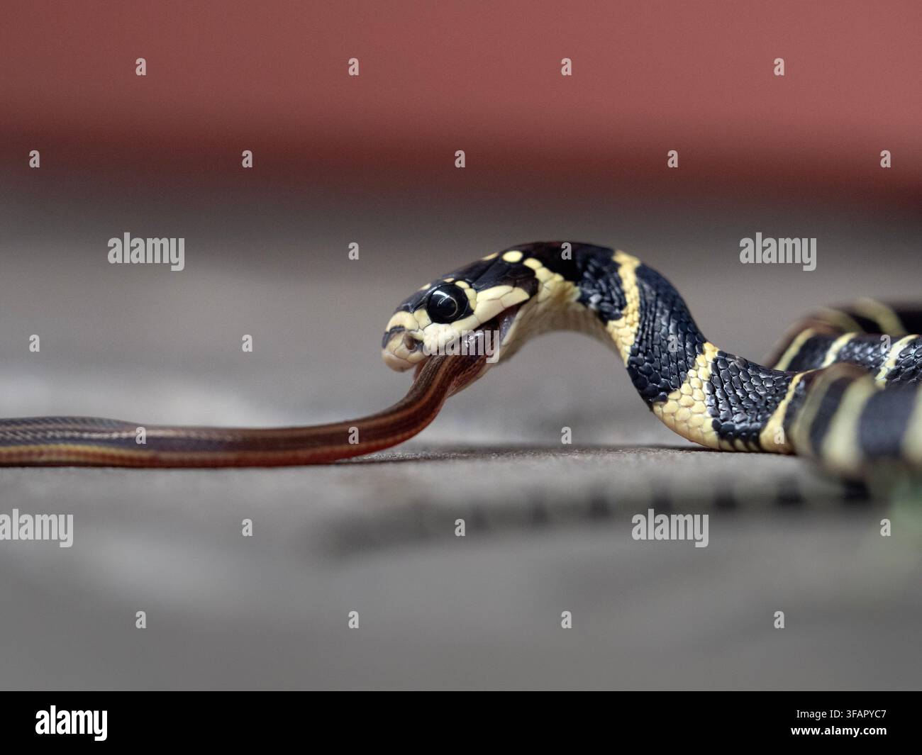 Un cobra reale sta mangiando un serpente nella natura selvaggia. Foto Stock