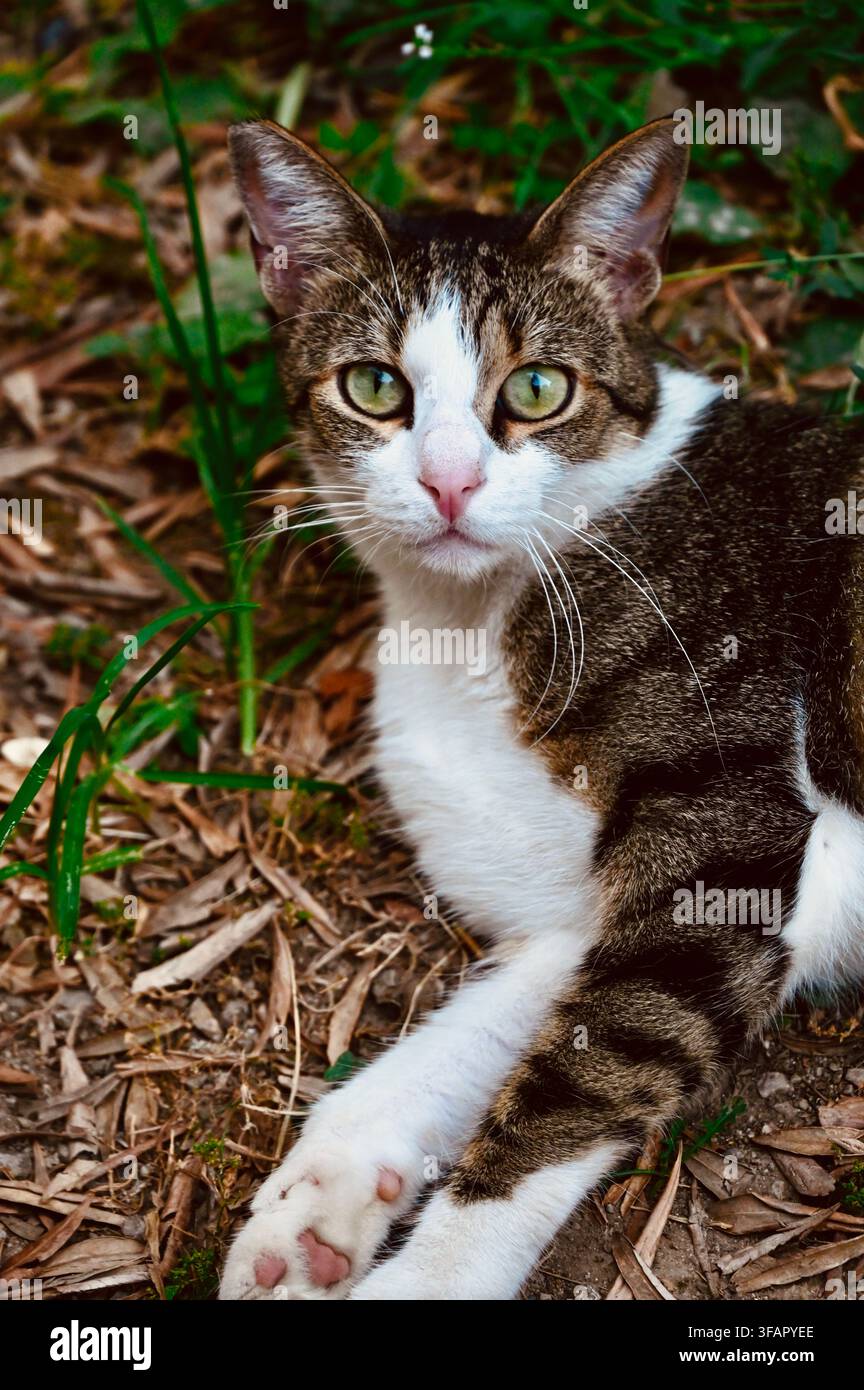 Una fotografia commerciale in primo piano di un gatto randagio tigrato e bianco curioso che riposa all'aperto sul terreno tra l'erba verde e il fogliame secco. Il gatto guarda direttamente nella fotocamera con occhi verdi attenti, mostrando il suo viso espressivo, il petto bianco e il pelo screziato. Foto Stock