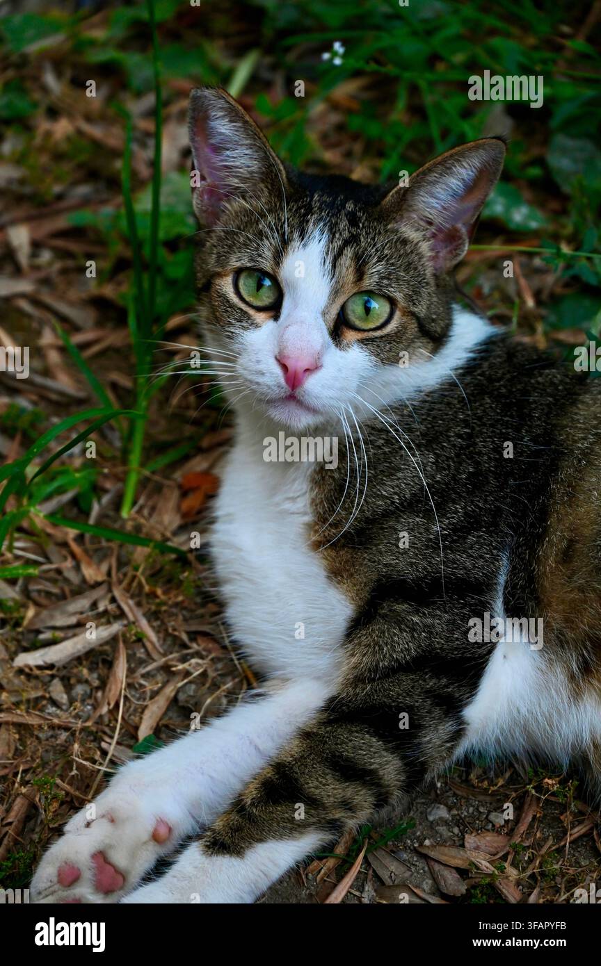 Una fotografia commerciale in primo piano di un gatto randagio tigrato e bianco curioso che riposa all'aperto sul terreno tra l'erba verde e il fogliame secco. Il gatto guarda direttamente nella fotocamera con occhi verdi attenti, mostrando il suo viso espressivo, il petto bianco e il pelo screziato. Foto Stock