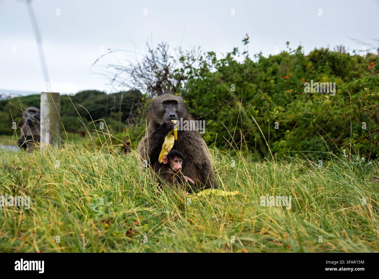Paviano chacma che mangia una banana con un cucciolo a Città del Capo Foto Stock