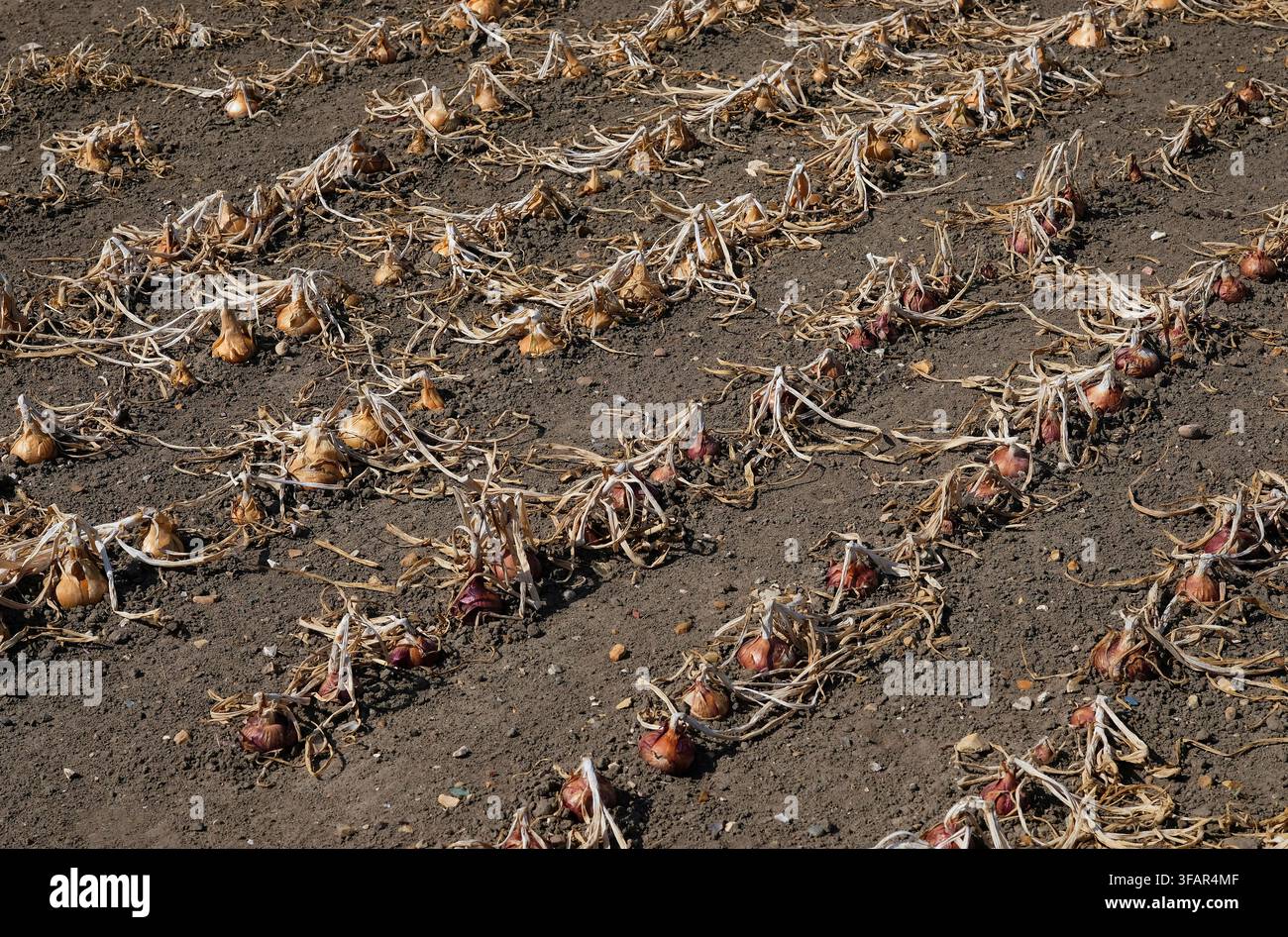 Coltura di cipolle in un orto inglese, Norfolk, Inghilterra Foto Stock