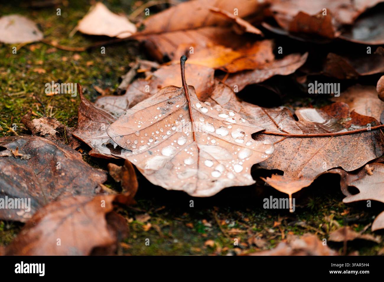 Foglie d'autunno coperte di rugiada che giacciono sul terreno. Foto Stock